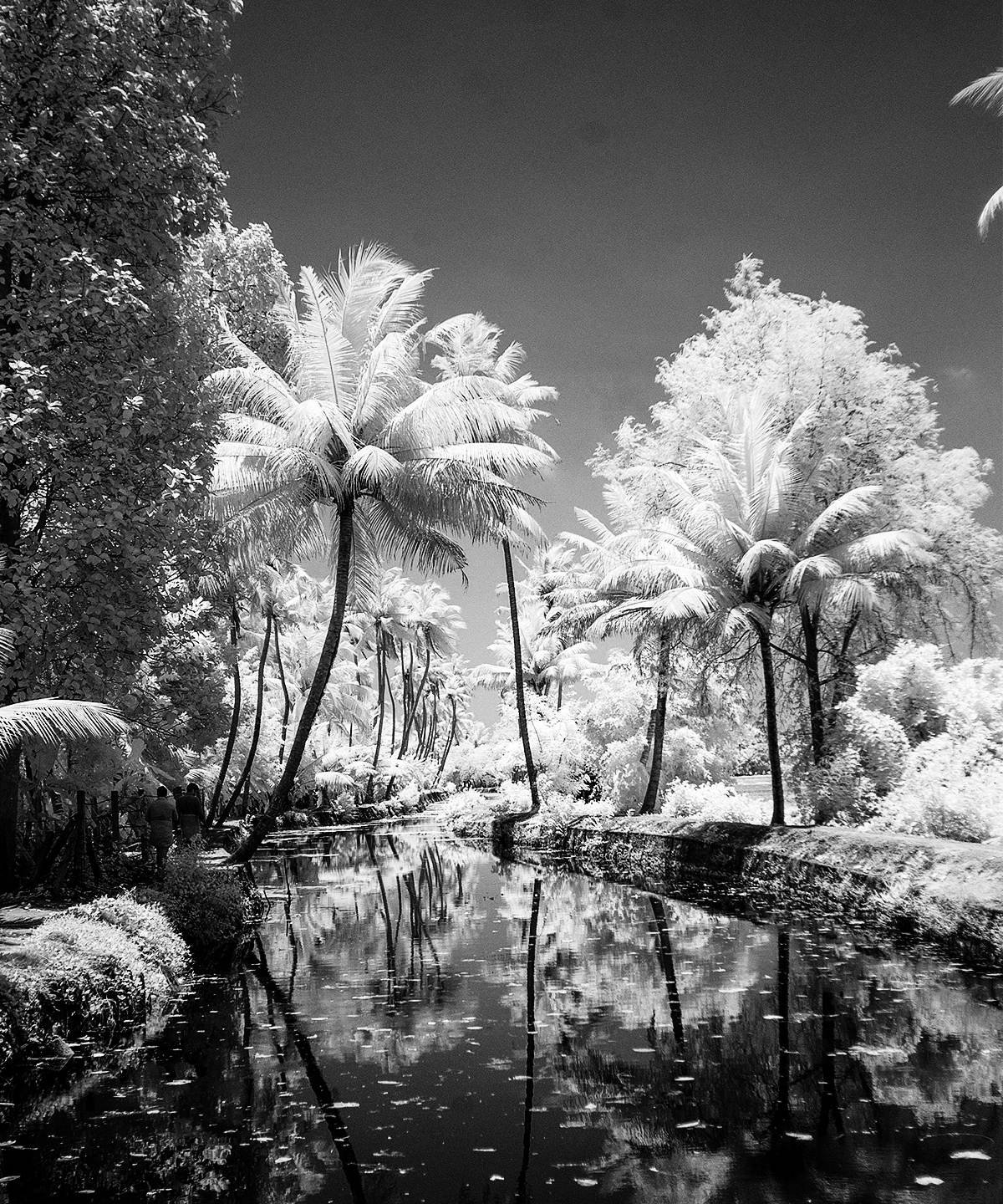 Rollei Infrared – Schwarzweißfotografie jenseits des Sichtbaren