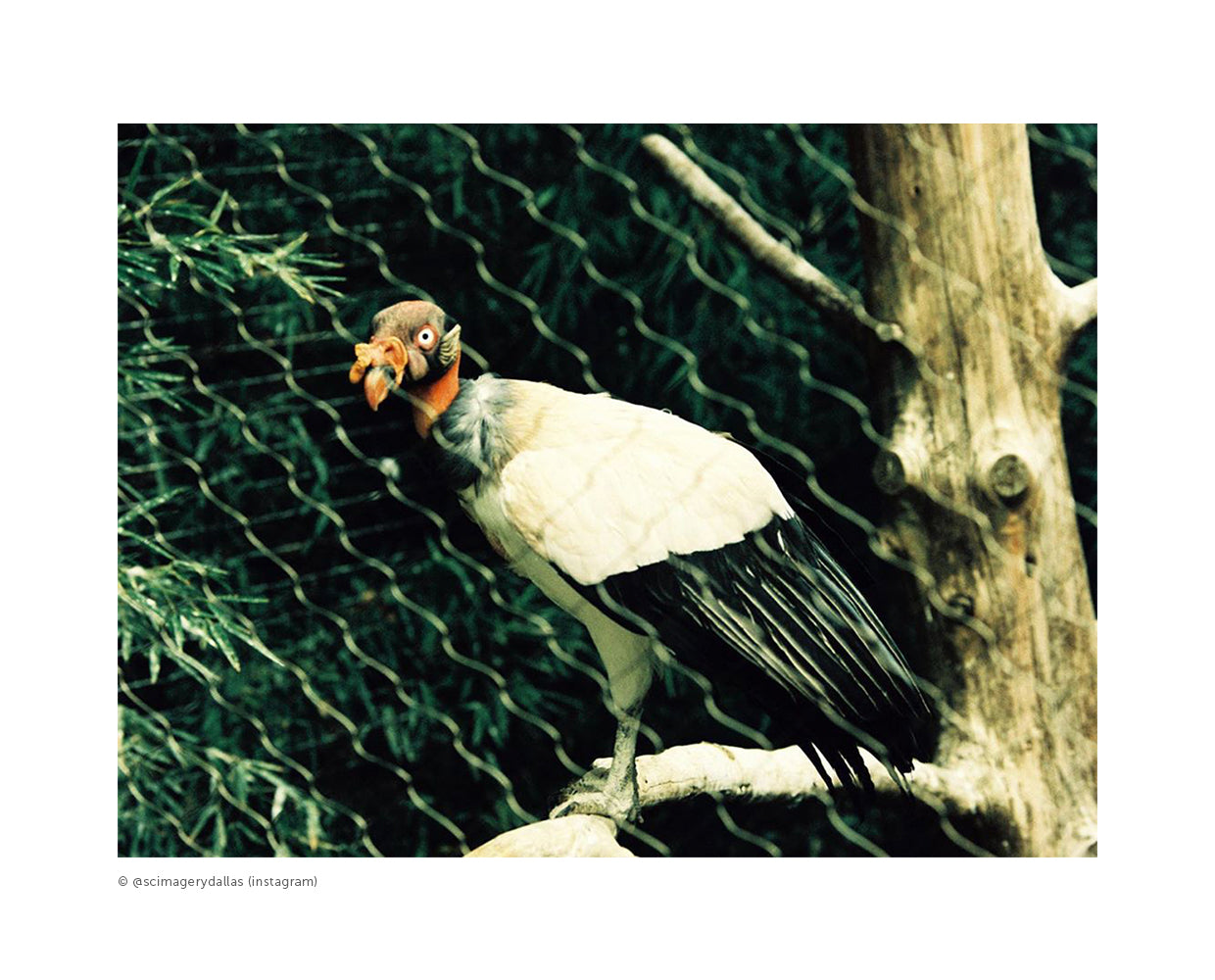 Rollei Crossbird roll film 127