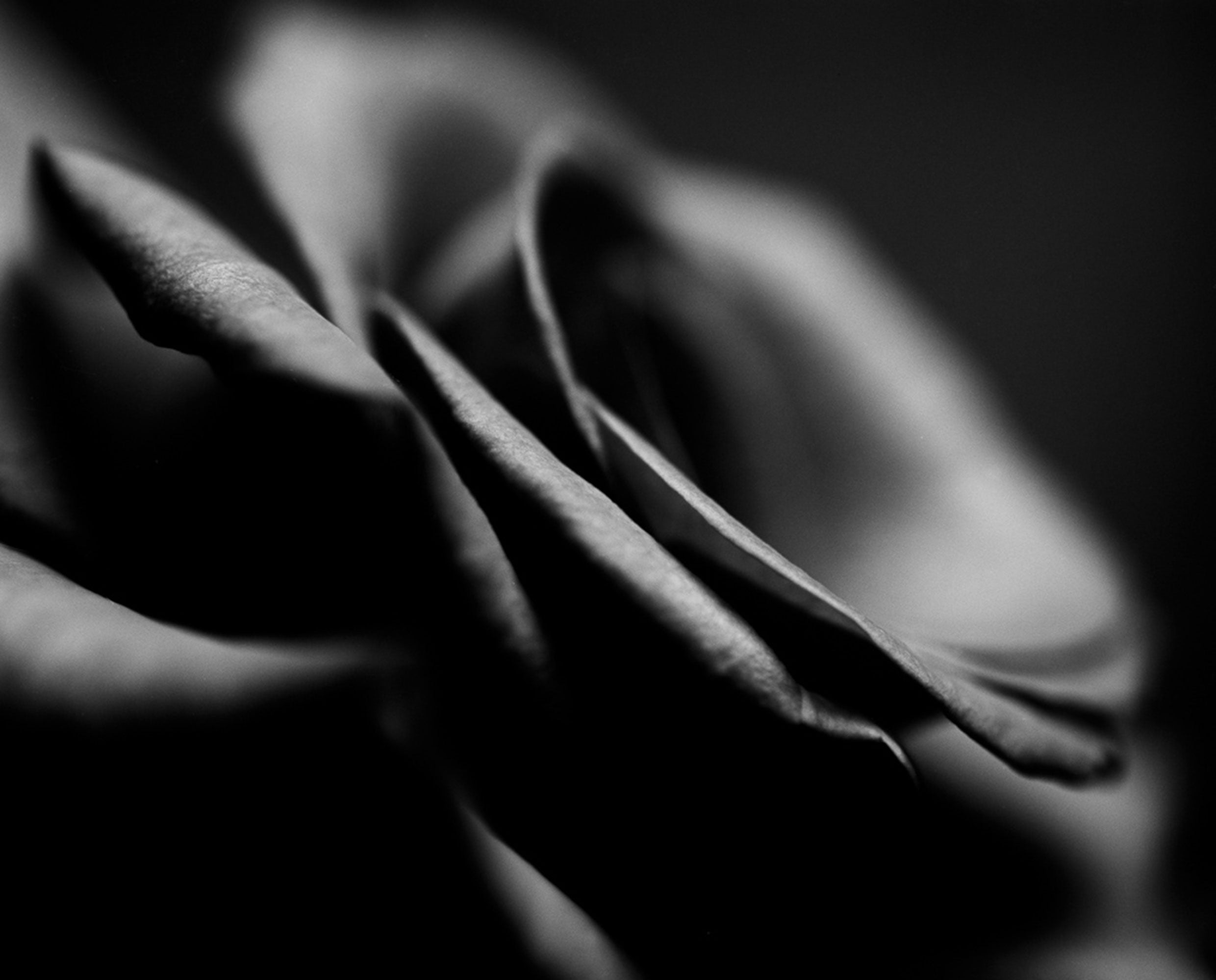 Rollei Ortho 25 plus | roll film 120