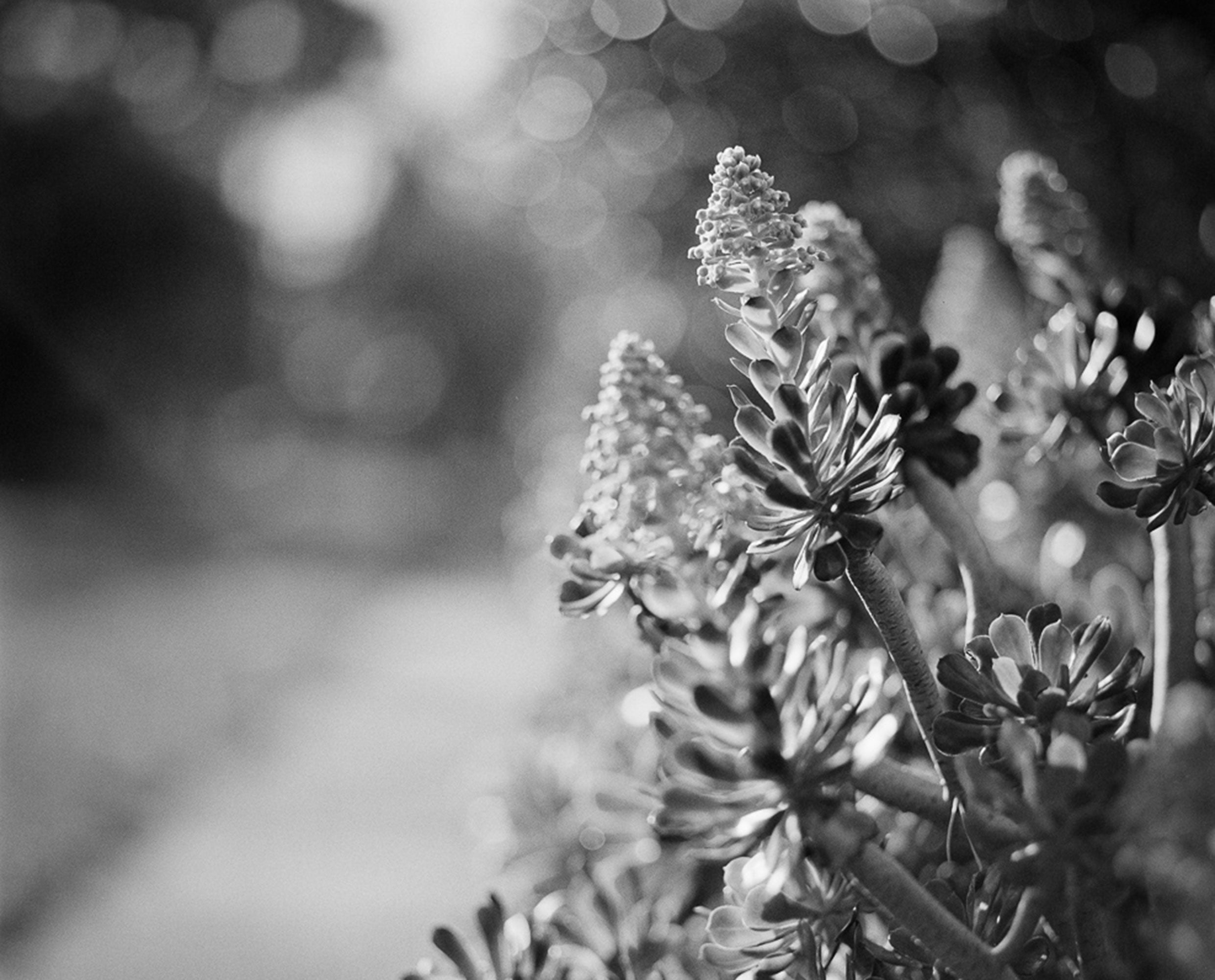 Rollei RPX 400 roll film 120