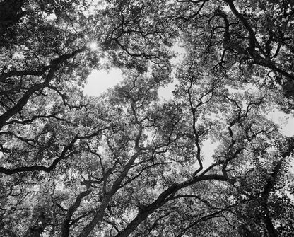 Rollei RPX 100 35mm 36 exposures