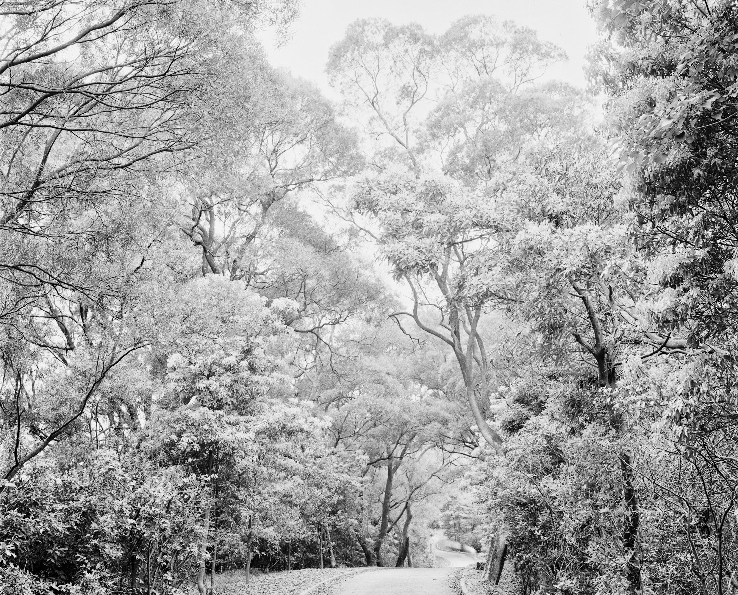 Rollei RPX 25 35mm 36 exposures